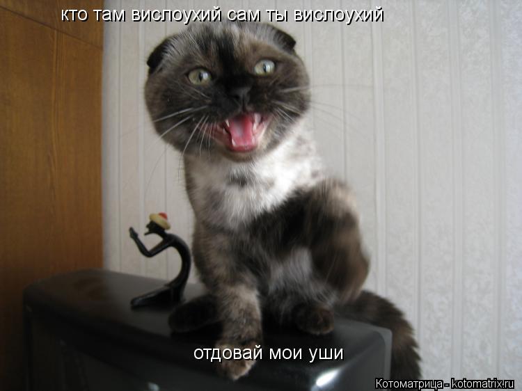 Котоматрица: кто там вислоухий сам ты вислоухий отдовай мои уши