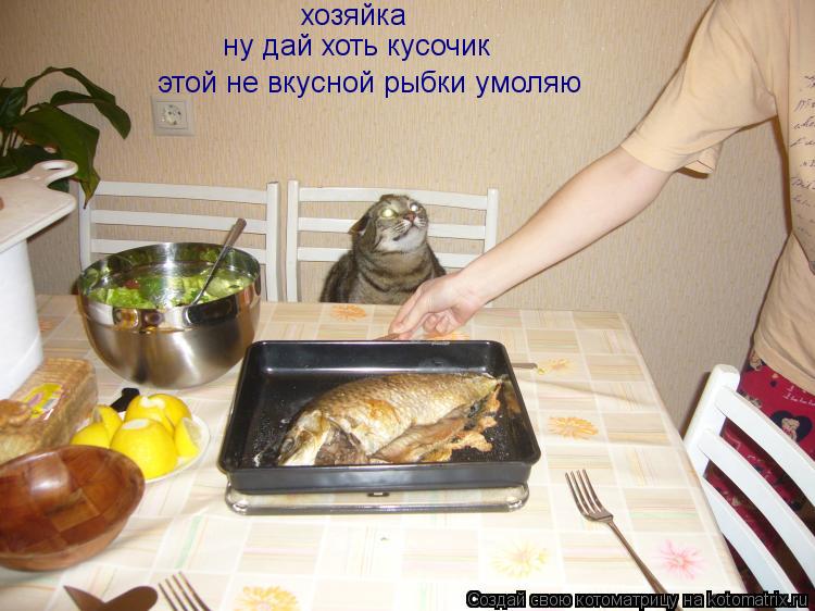 Котоматрица: хозяйка ну дай хоть кусочик этой не вкусной рыбки умоляю