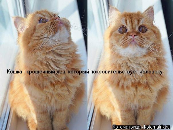 Кошка - крошечный лев, который покровительствует человеку.... Котоматрица: Кошка - крошечный лев, который покровительствует человеку.