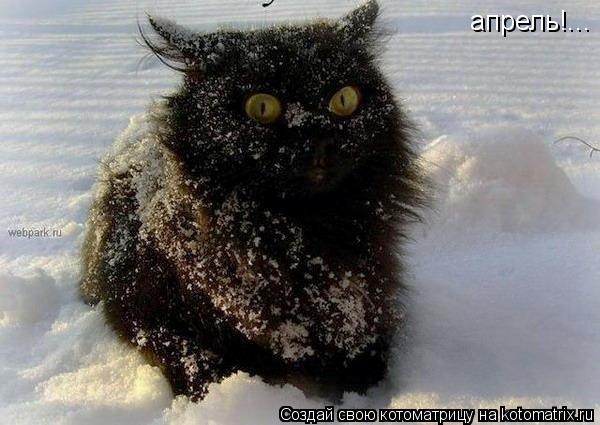 апрель!...... Котоматрица: апрель!...