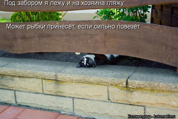 Под забором я лежу и на хозяина гляжу. Может рыбки принесёт, если сильно повезёт.... Котоматрица: Под забором я лежу и на хозяина гляжу. Может рыбки принесёт, если сильно повезёт.