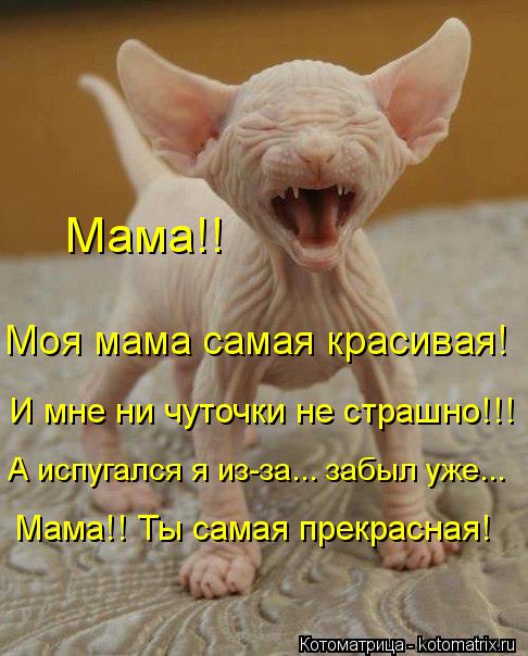 Котоматрица: Моя мама самая красивая! И мне ни чуточки не страшно!!! Мама!! А испугался я из-за... забыл уже... Мама!! Ты самая прекрасная!