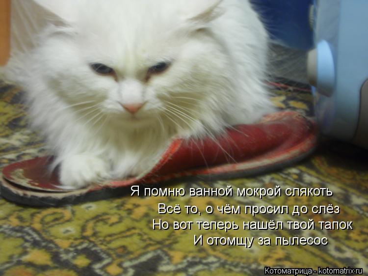 Котоматрица: Я помню ванной мокрой слякоть Всё то, о чём просил до слёз Но вот теперь нашёл твой тапок И отомщу за пылесос
