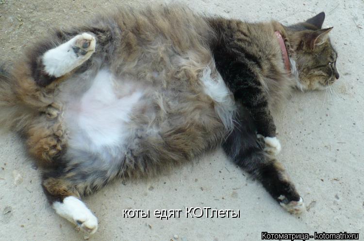 коты едят КОТлеты... Котоматрица: коты едят КОТлеты