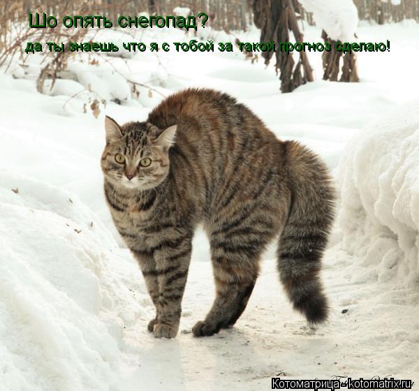 Шо опять снегопад? да ты знаешь что я с тобой за такой прогноз сделаю!... Котоматрица: Шо опять снегопад? да ты знаешь что я с тобой за такой прогноз сделаю!