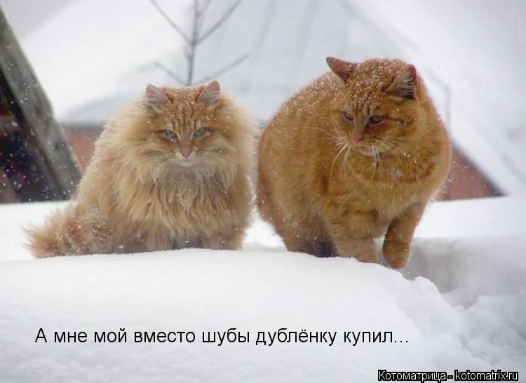 А мне мой вместо шубы дублёнку купил...... Котоматрица: А мне мой вместо шубы дублёнку купил...
