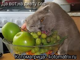 Котоматрица: Да вот,на диету сел Да вот,на диету сел