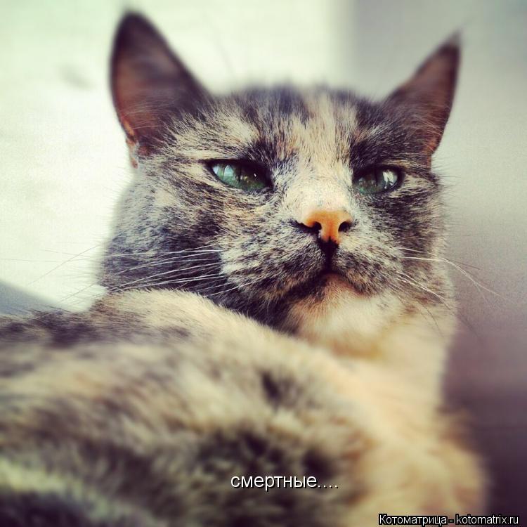 смертные....... Котоматрица: смертные....