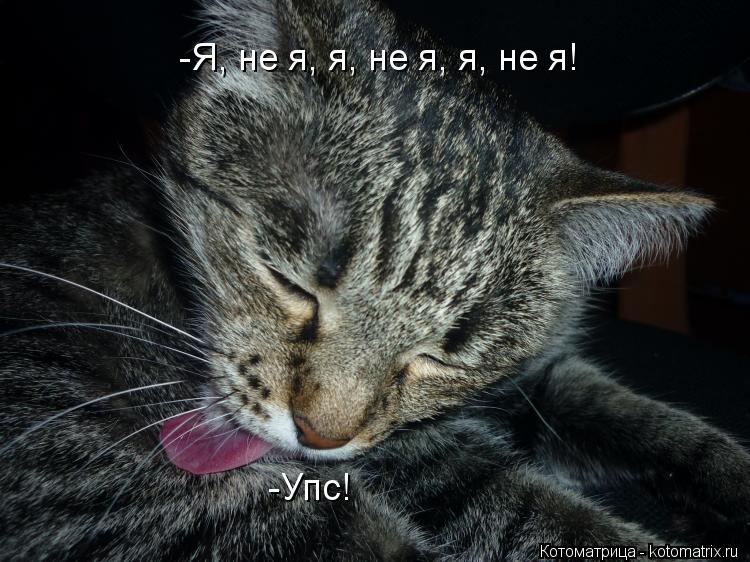 Котоматрица: -Я, не я, я, не я, я, не я! -Упс!