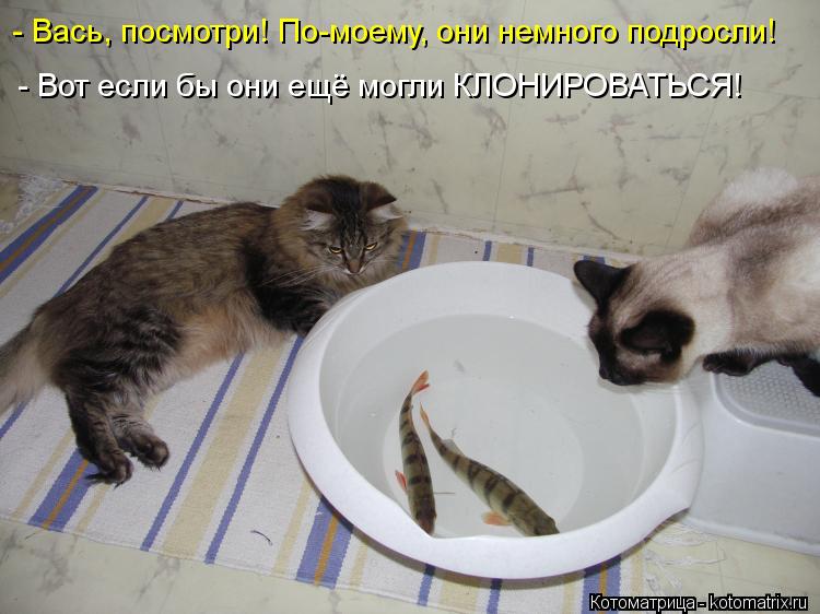 http://kotomatrix.ru/images/lolz/2013/03/31/kotomatritsa_n1.jpg