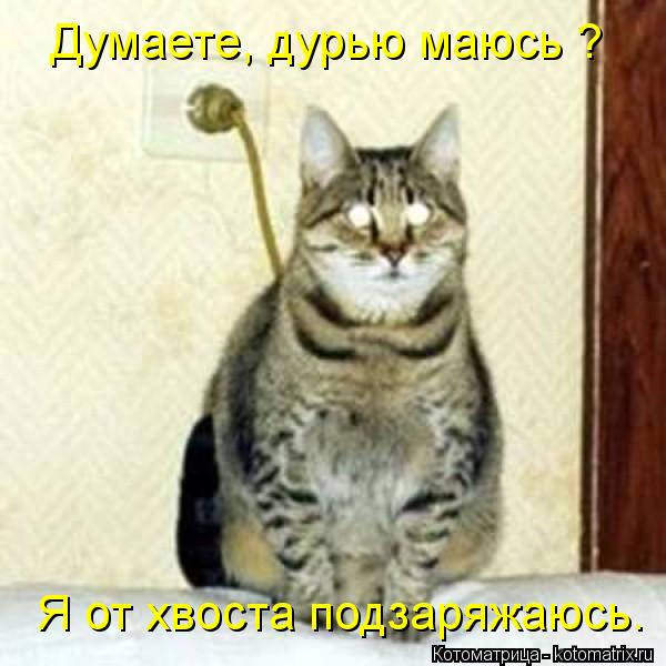 Думаете, дурью маюсь ? Я от хвоста подзаряжаюсь.... Котоматрица: Думаете, дурью маюсь ? Я от хвоста подзаряжаюсь.