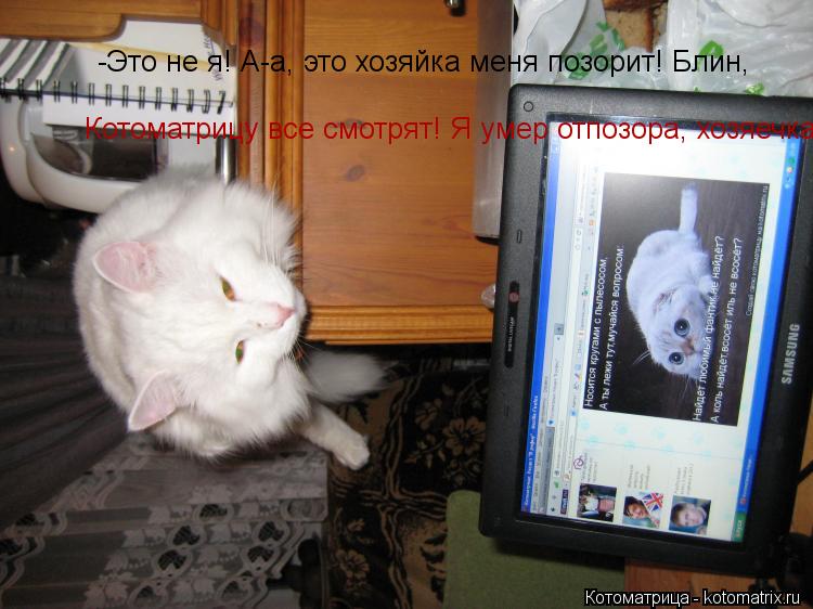 Котоматрица: -Это не я! А-а, это хозяйка меня позорит! Блин,  Котоматрицу все смотрят! Я умер отпозора, хозяечка!