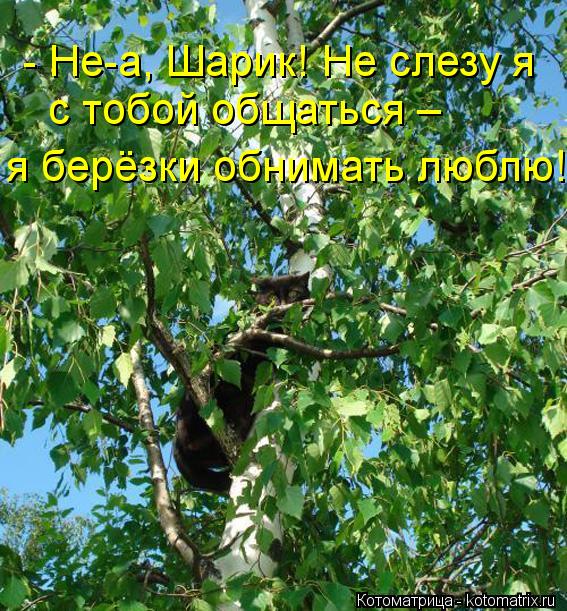 Котоматрица: - Не-а, Шарик! Не слезу я  с тобой общаться –  я берёзки обнимать люблю!