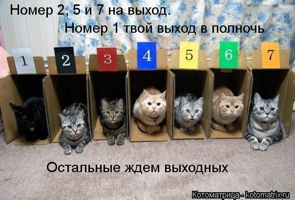 Номер 2, 5 и 7 на выход. Номер 1 твой выход в полночь Остальные ждем выходных... Котоматрица: Номер 2, 5 и 7 на выход. Номер 1 твой выход в полночь Остальные ждем выходных