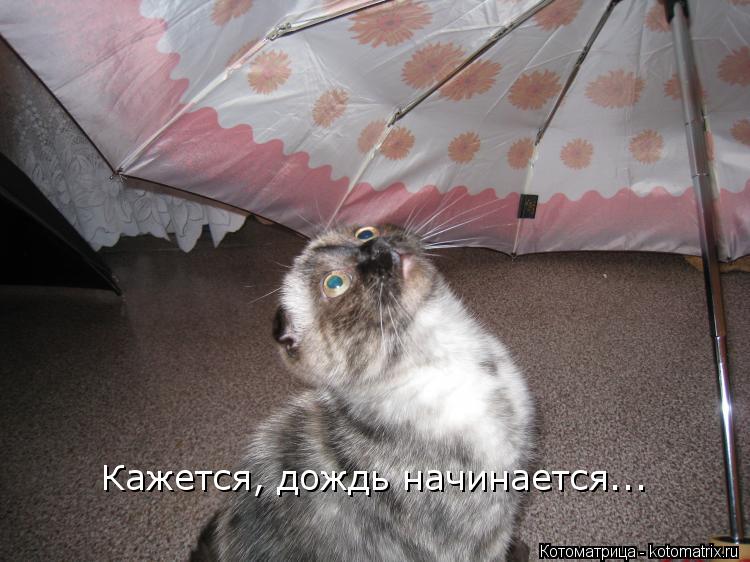Котоматрица: Кажется, дождь начинается...