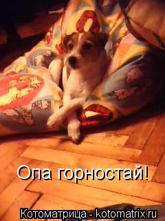 Котоматрица: Опа горностай!