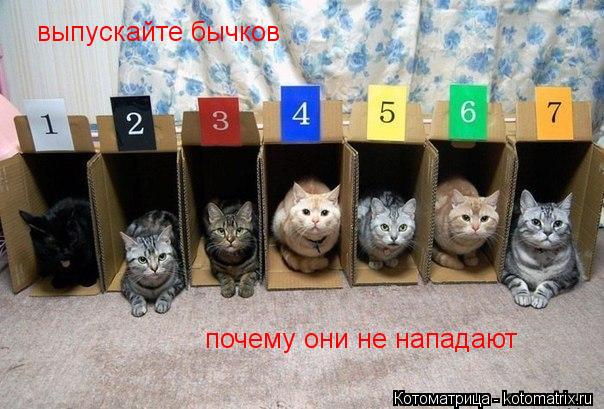 выпускайте бычков почему они не нападают... Котоматрица: выпускайте бычков почему они не нападают