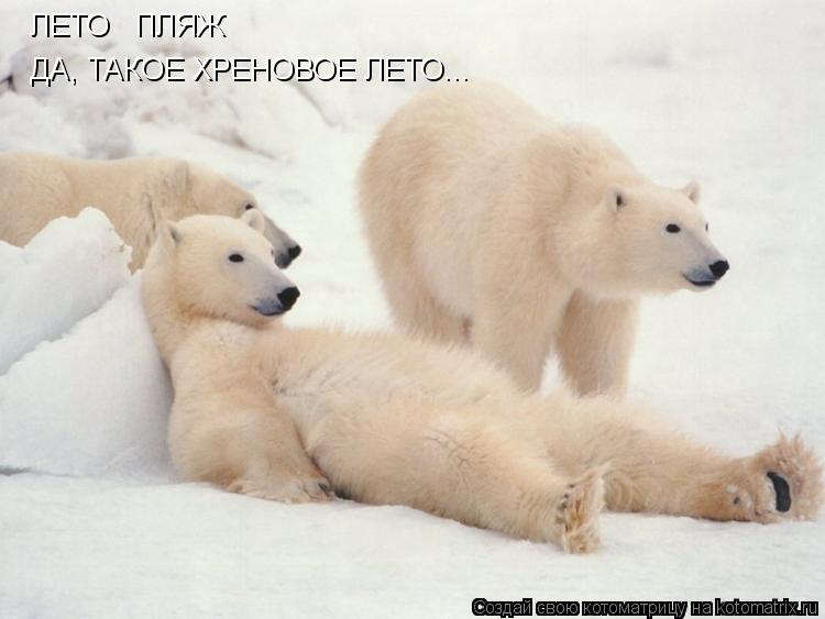 Котоматрица: ЛЕТО   ПЛЯЖ ДА, ТАКОЕ ХРЕНОВОЕ ЛЕТО...