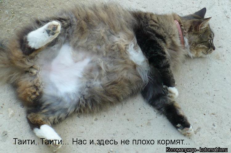 Котоматрица: Таити, Таити... Нас и здесь не плохо кормят...