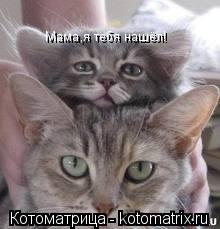 Котоматрица: Мама,я тебя нашёл!