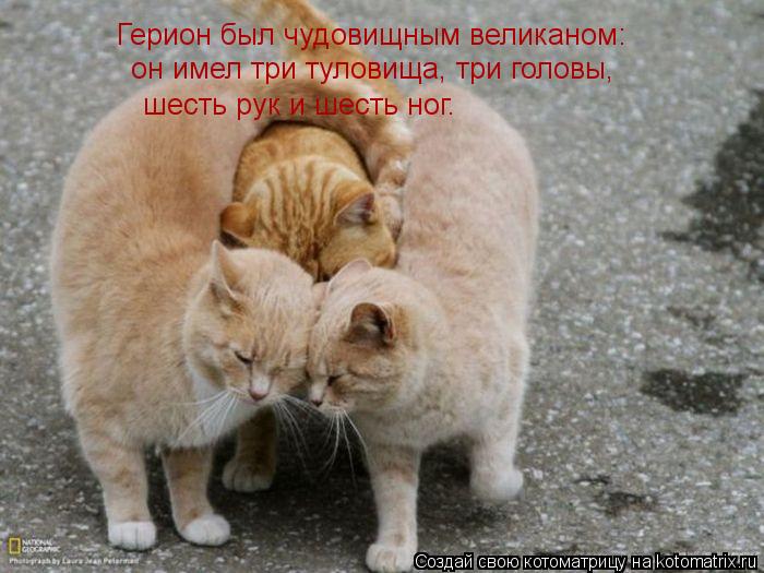 Герион был чудовищным великаном: он имел три туловища, три головы, шесть рук и шесть ног.... Котоматрица: Герион был чудовищным великаном: он имел три туловища, три головы, шесть рук и шесть ног.