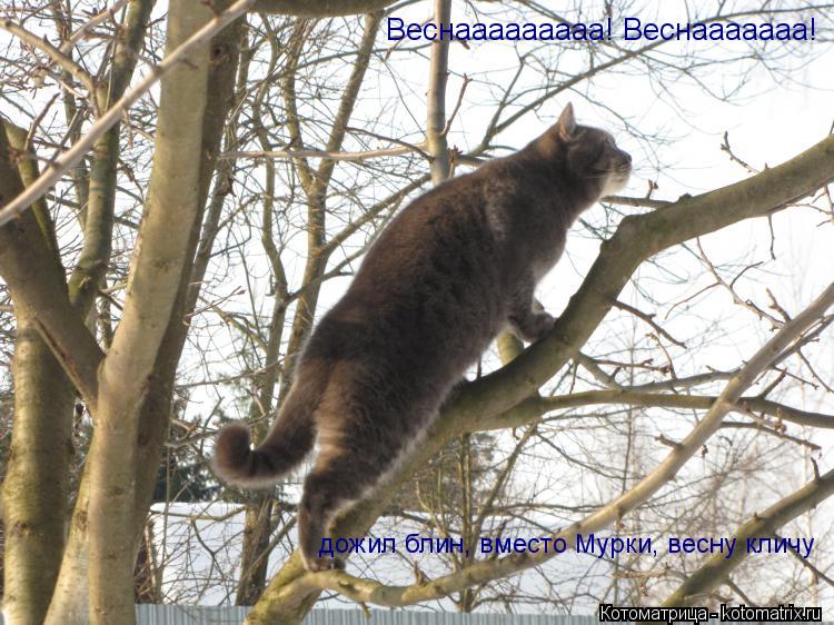 Веснааааааааа! Веснааааааа! дожил блин, вместо Мурки, весну кличу... Котоматрица: Веснааааааааа! Веснааааааа! дожил блин, вместо Мурки, весну кличу