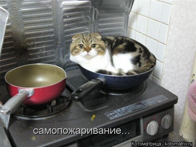 Котоматрица: самопожаривание...