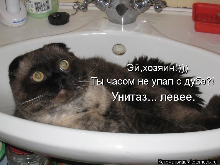 Котоматрица: Эй,хозяин!))) Ты часом не упал с дуба?! Унитаз... левее.