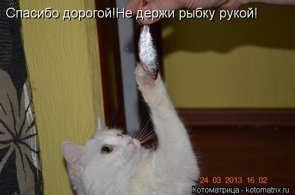 Спасибо дорогой!Не держи рыбку рукой!... Котоматрица: Спасибо дорогой!Не держи рыбку рукой!
