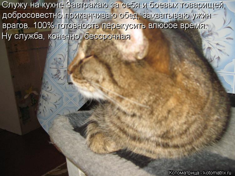Служу на кухне.Завтракаю за себя и боевых товарищей, добросовестно приканчиваю обед, захватываю ужин ... Котоматрица: Служу на кухне.Завтракаю за себя и боевых товарищей, добросовестно приканчиваю обед, захватываю ужин врагов. 100% готовность перекусить влю