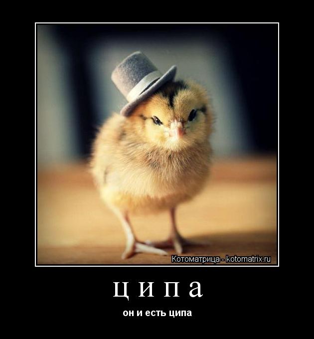ципа он и есть ципа... Котоматрица: ципа он и есть ципа