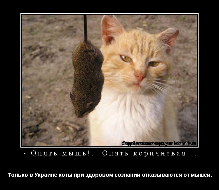 Котоматрица: - Опять мышь!.. Опять коричневая!.. Только в Украине коты при здоровом сознании отказываются от мышей.