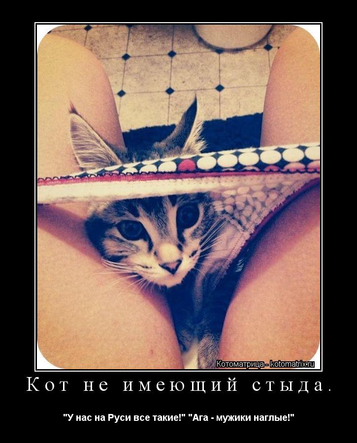 Котоматрица: Кот не имеющий стыда. "У нас на Руси все такие!" "Ага - мужики наглые!"