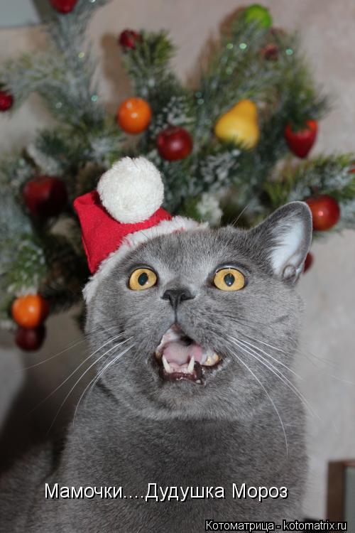 Мамочки....Дудушка Мороз... Котоматрица: Мамочки....Дудушка Мороз