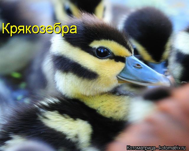 Крякозебра... Котоматрица: Крякозебра