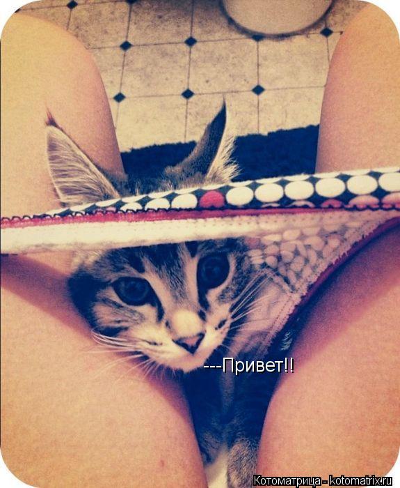 ---Привет!!... Котоматрица: ---Привет!!