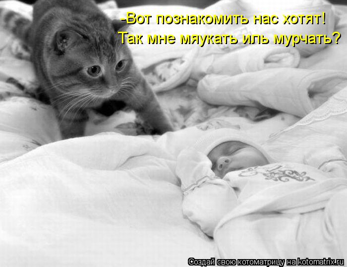 Котоматрица: -Вот познакомить нас хотят! Так мне мяукать иль мурчать?