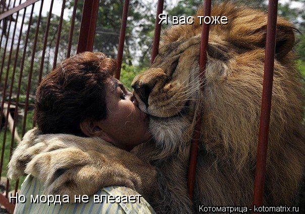 Я вас тоже Но морда не влезает... Котоматрица: Я вас тоже Но морда не влезает