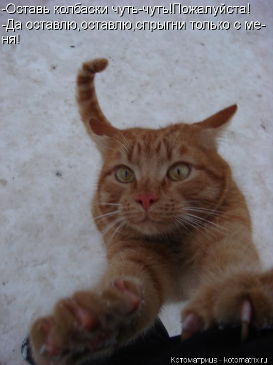 Котоматрица: -Оставь колбаски чуть-чуть!Пожалуйста! -Да оставлю,оставлю,спрыгни только с ме- ня!