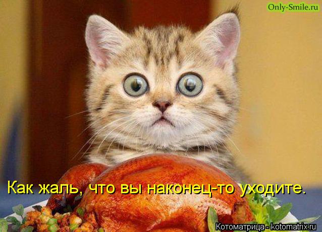 Котоматрица: Как жаль, что вы наконец-то уходите.