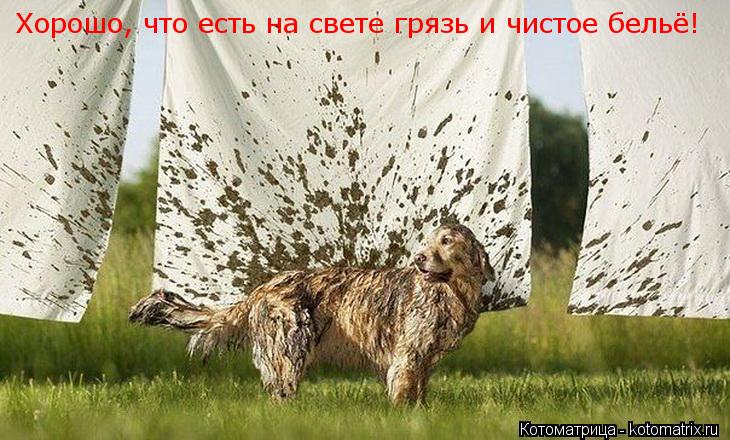 Хорошо, что есть на свете грязь и чистое бельё!... Котоматрица: Хорошо, что есть на свете грязь и чистое бельё!