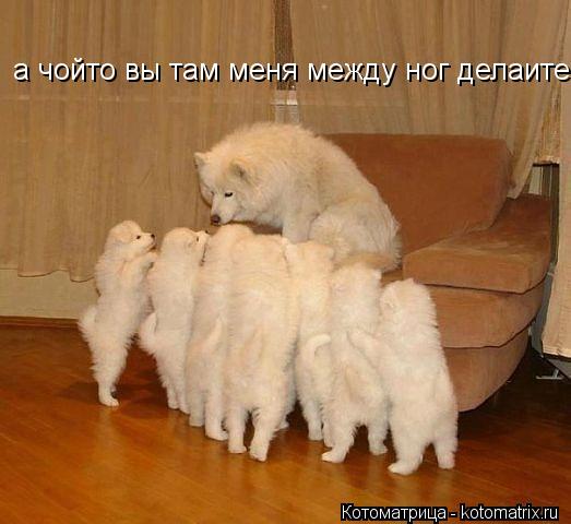 а чойто вы там меня между ног делаите... Котоматрица: а чойто вы там меня между ног делаите