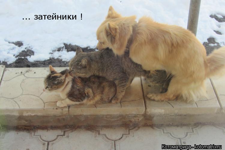 Котоматрица: ... затейники !