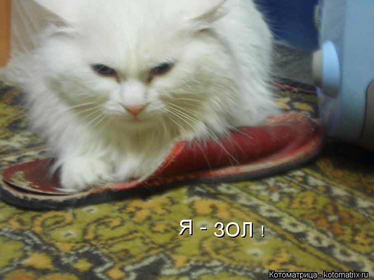 Котоматрица: Я - ЗОЛ  !