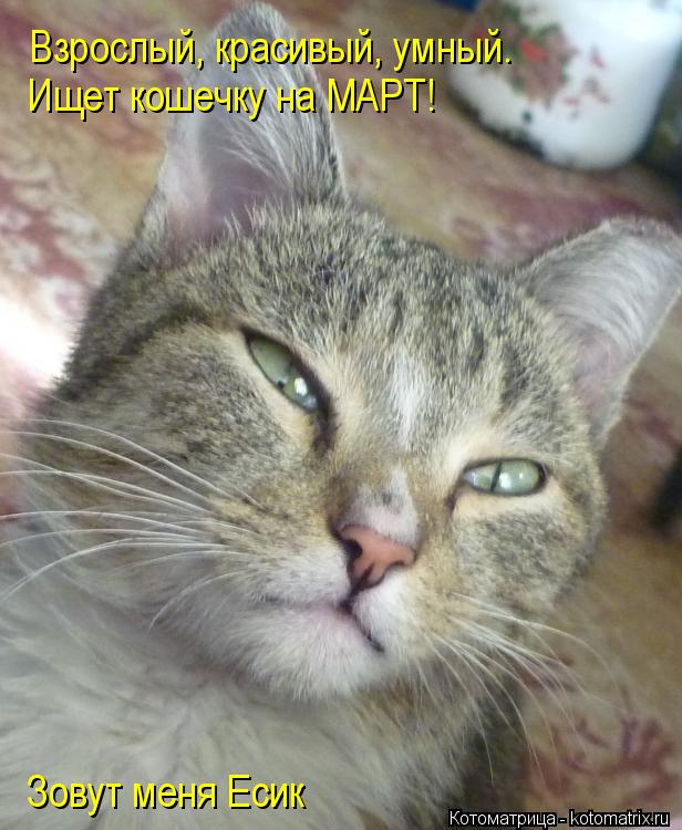 Котоматрица: Взрослый, красивый, умный. Ищет кошечку на МАРТ! Зовут меня Есик