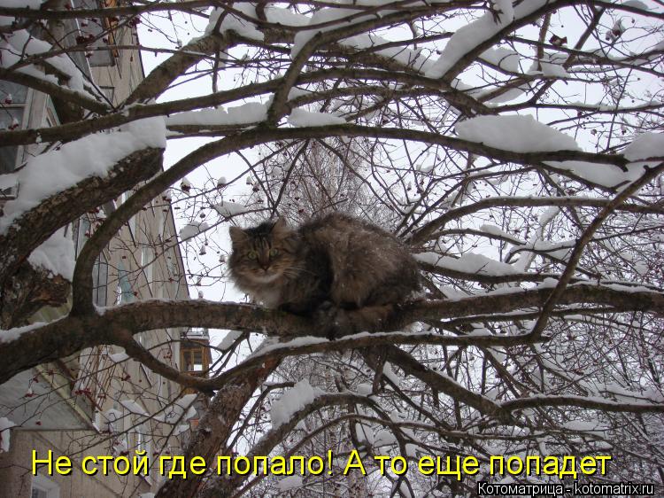 Котоматрица: Не стой где попало! А то еще попадет