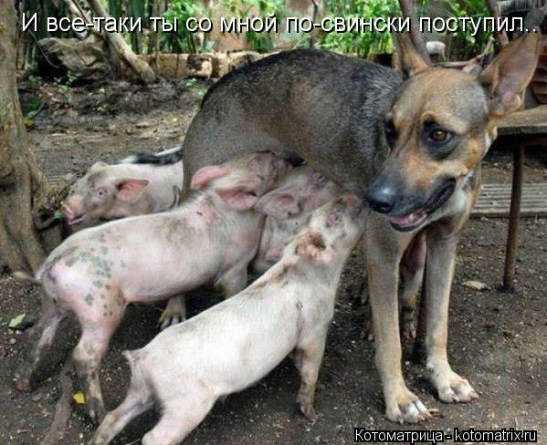 Котоматрица: И все-таки ты со мной по-свински поступил..