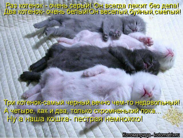 Раз котенок - очень серый! Он всегда лежит без дела! Два котенок- очень белый!Он веселый,буйный,смелы... Котоматрица: Раз котенок - очень серый! Он всегда лежит без дела! Два котенок- очень белый!Он веселый,буйный,смелый! Три котенок-самый черный,вечно чем-то