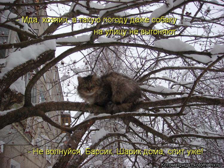 - Мда, хозяин, в такую погоду даже собаку на улицу не выгоняют... - Не волнуйся, Барсик, Шарик дома,... Котоматрица: - Мда, хозяин, в такую погоду даже собаку на улицу не выгоняют... - Не волнуйся, Барсик, Шарик дома, спит уже!