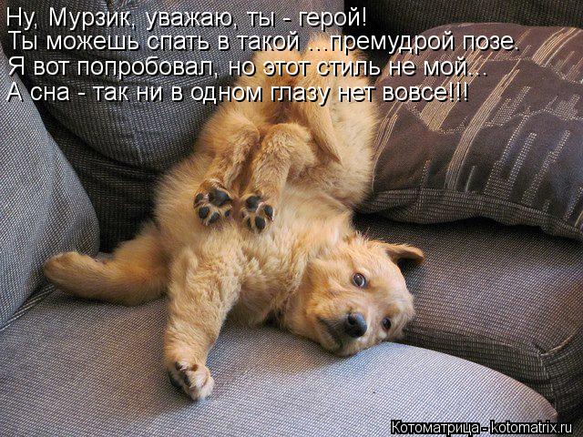 Котоматрица: Ну, Мурзик, уважаю, ты - герой! Ты можешь спать в такой ...премудрой позе. Я вот попробовал, но этот стиль не мой... А сна - так ни в одном глазу нет